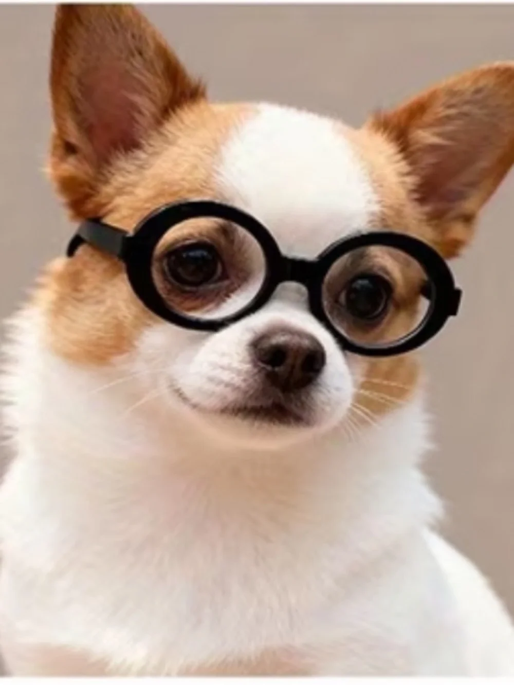 Black Oval Pet Glasses for Cats & Small Dogs Costume Eyewear New